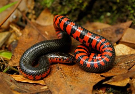13 Snakes That Lay Eggs (A to Z List & Pictures) – .